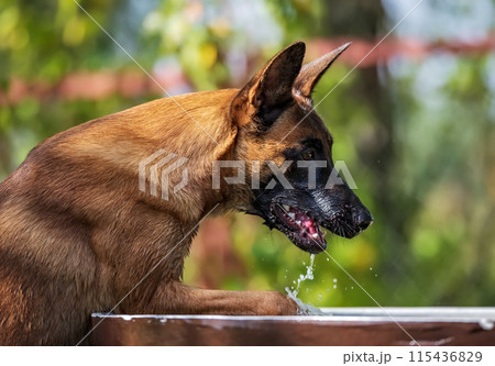 Malinois puppy drinking water from a fountain. Selective focus. 115436829