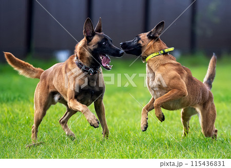 Two young playing belgian shepherds malinois 115436831