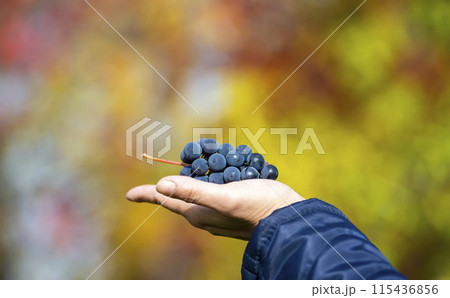 Grapevine in hand on a background of autumn foliage Grapevine in hand on a background of autumn foliage 115436856