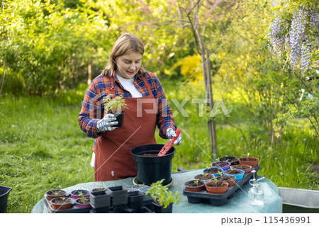 Young green seedlings of tomato in a special plastic form on nature background, happy 30s woman gardener transplanting seedlings outdoors. Growing organic food near home 115436991