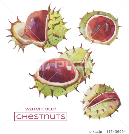 Watercolor sketch of a chestnuts on a white background. Hand drawn autumn chestnuts. Watercolor sketch of a chestnuts on a white background. Hand drawn autumn chestnuts. 115436994