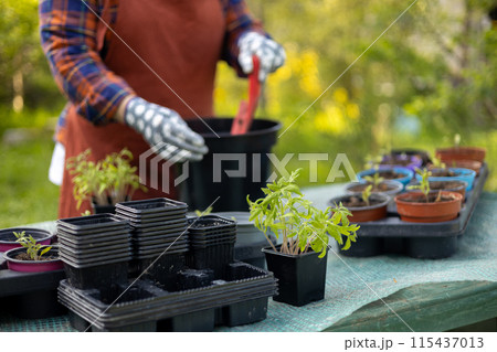 Gardener woman in apron and protective gloves plants tomato seedlings in a big pot. Planting vegetables. Growing food near home. Female used small shovel with soil to transplant plants into a new box Gardener woman in apron and protective gloves plants tomato seedlings in a big pot. Planting vegetables. Growing food near home. Female used small shovel with soil to transplant plants into a new box 115437013