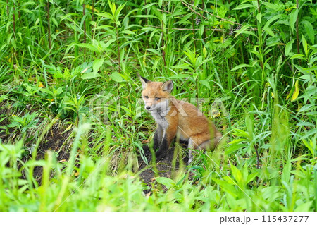 夏の森で出会ったキタキツネ 夏の森で出会ったキタキツネ 115437277