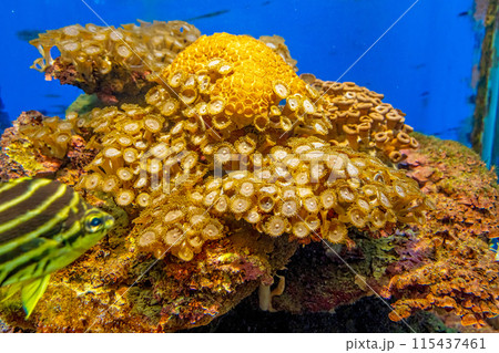 海の魚たち 115437461