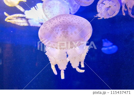 海の魚たち 海の魚たち 115437471