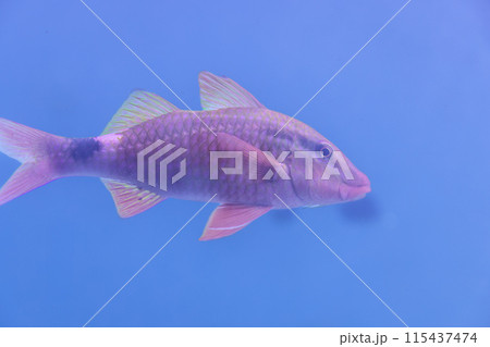 海の魚たち 115437474