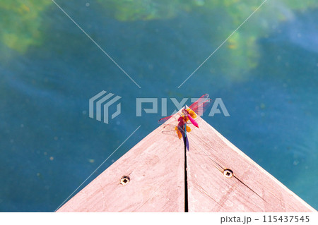 赤とんぼ 115437545