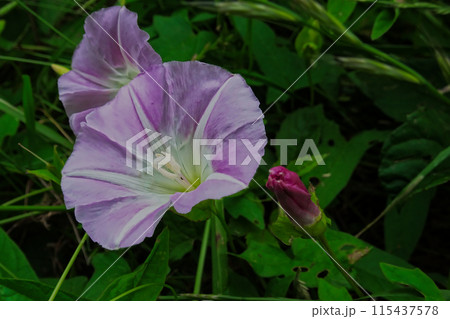 薬用植物ヒルガオ科ヒルガオの花 115437578