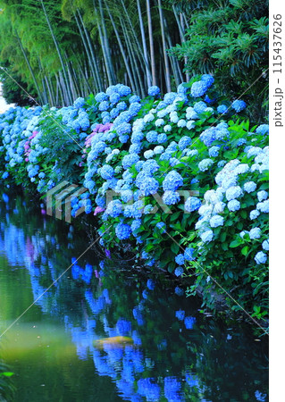 木洩れ日の道の紫陽花 埼玉県川口市の紫陽花の名所 水路沿いの紫陽花と竹林 木洩れ日の道の紫陽花 埼玉県川口市の紫陽花の名所 水路沿いの紫陽花と竹林 115437626