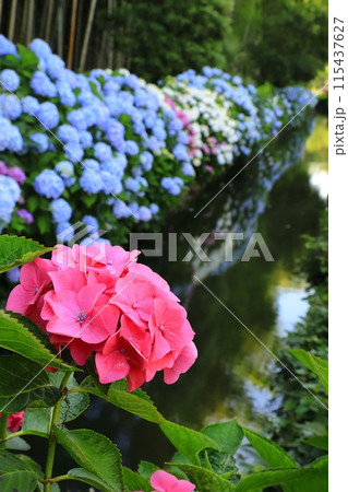 木洩れ日の道の紫陽花　埼玉県川口市の紫陽花の名所　水路沿いの紫陽花と竹林 115437627