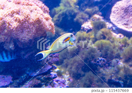 海の魚たち 115437669