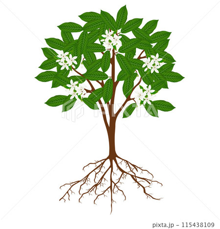 Borojoa patinoi tree with flowers on a white background. 115438109