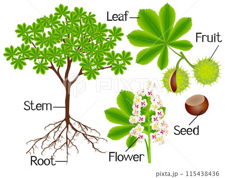 Parts of horse chestnut tree on a white background. Parts of horse chestnut tree on a white background. 115438436