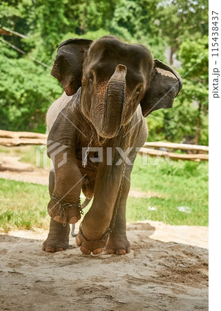 Nature, elephant and animal in chains in jungle for capture, conservation or commercial use. Rainforest, wildlife portrait and mammal with trunk for exploitation, confinement or poaching in Thailand 115438437
