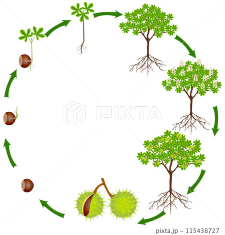 Life cycle of horse chestnut plant on a white background. Life cycle of horse chestnut plant on a white background. 115438727