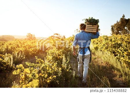 Agriculture, farm and back of man with celery, natural produce and organic food in countryside field. Sustainability, agribusiness and farmer with box for eco farming, gardening and harvesting 115438882