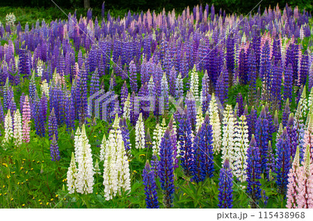 ルピナス 115438968