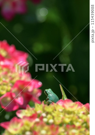 アマガエル　梅雨を彩るあじさい 115439088