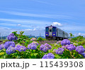 紫陽花と鉄道 115439308