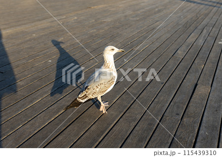 A seagull on a pier near the sea 115439310