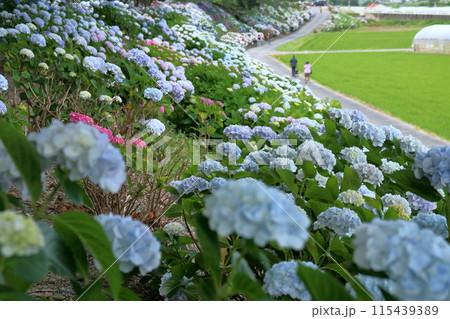 のいちあじさい街道 土手一面に咲き誇る紫陽花 (高知県 香南市) のいちあじさい街道 土手一面に咲き誇る紫陽花 (高知県 香南市) 115439389