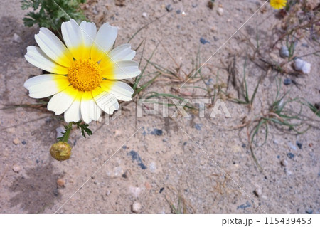クレタ島のクラウンデイジー 115439453