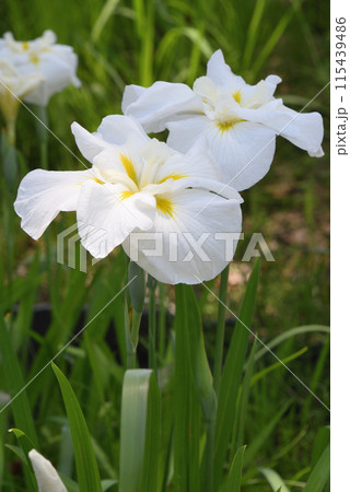 ハナショウブ(白芙蓉) ハナショウブ(白芙蓉) 115439486