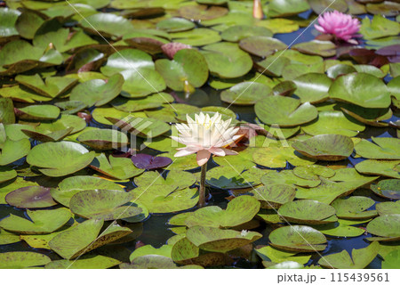 スイレンの花 イメージ スイレンの花 イメージ 115439561