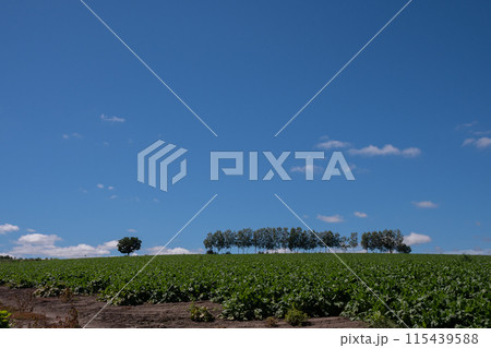 夏の緑の野菜畑と青空 美瑛町 夏の緑の野菜畑と青空 美瑛町 115439588