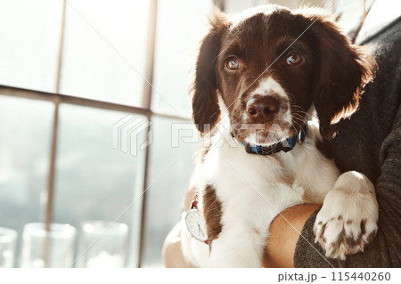 Animal, portrait and dog with love relax at house from adoption, new home and care in arms of owner support. Pet puppy, healthy and loyalty with attention, wellness or calm for trust of person 115440260