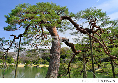 六義園の吹上松　東京都 115440379