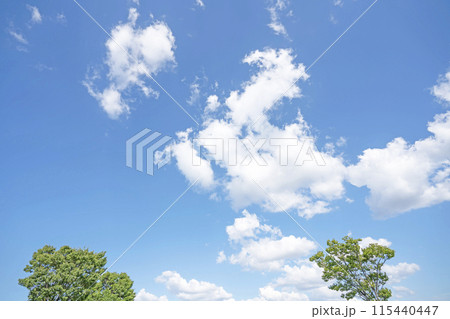 初夏の雲と木立 115440447