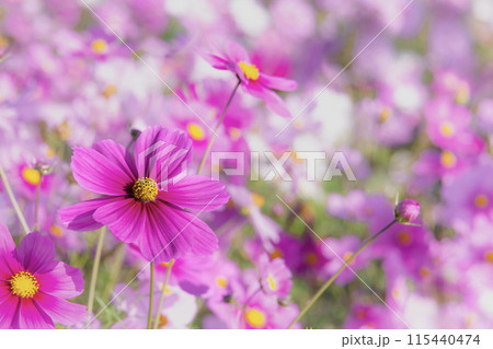 可憐に咲く秋桜 115440474