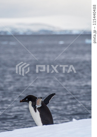 Adelie Penguin standing on an iceberg 115440488