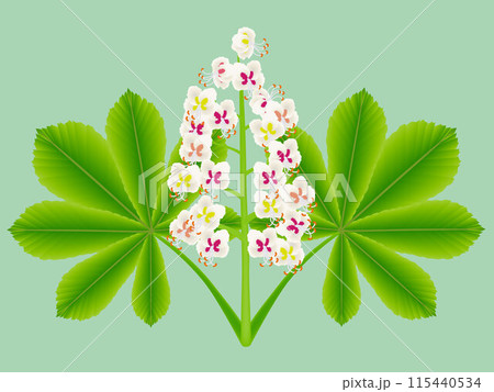 Horse chestnut flowers with leaves on a green background. 115440534