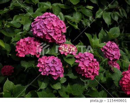 朝の日差しを浴びた赤いアジサイ（赤紫色の紫陽花） 115440601