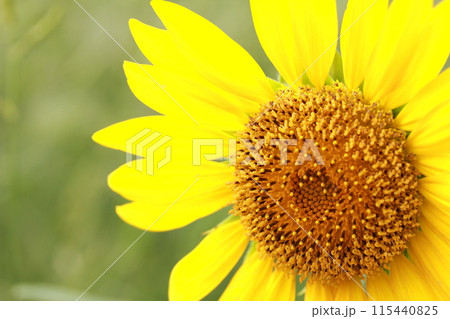 一輪のひまわりアップ 115440825