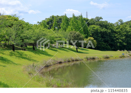 初夏の公園の水辺の風景 初夏の公園の水辺の風景 115440835