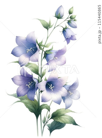 水彩画で描いた美しい桔梗のイラストのイラスト素材 [115440865] - PIXTA