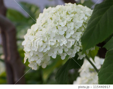 日かげの白いホンアジサイ(中央公園の本紫陽花ドーリー) 日かげの白いホンアジサイ(中央公園の本紫陽花ドーリー) 115440917