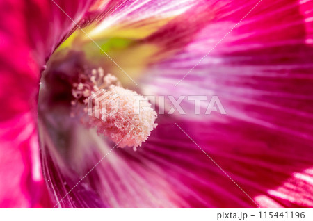 立葵の花の内 115441196