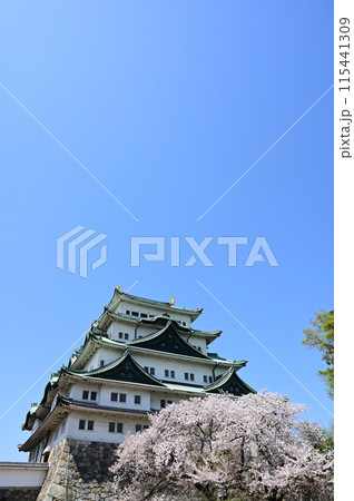 名古屋城の天守閣と桜の花 115441309