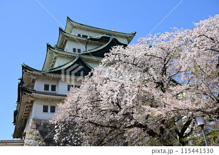 桜の季節と名古屋城の天守閣 桜の季節と名古屋城の天守閣 115441330
