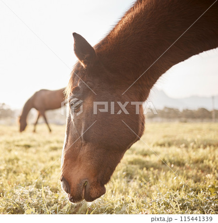 Grass, horse or eating outdoor on farm, countryside or nature in with animal in agriculture, ranch or environment. Rural meadow, natural and pet stallion on field for wellness, grazing or farming 115441339