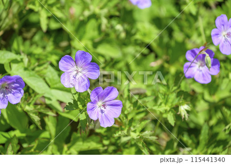 ゲラニウム 紫色 夏 花 イメージ 115441340