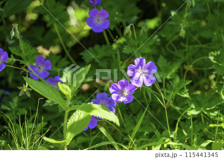 ゲラニウム 紫色 夏 花 イメージ ゲラニウム 紫色 夏 花 イメージ 115441345