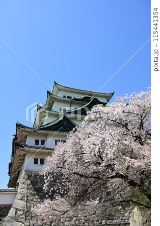桜の季節と名古屋城の天守閣 115441354