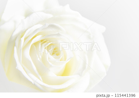 純白の薔薇 純白の薔薇 115441396