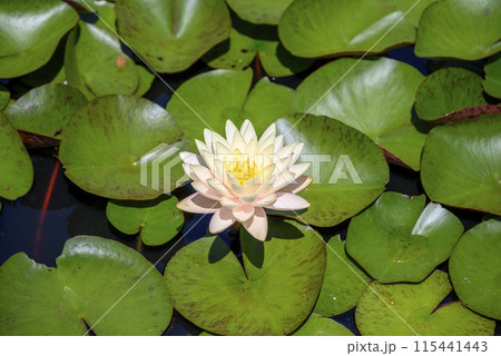 スイレンの花 夏 イメージ 115441443