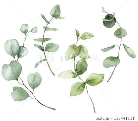 Watercolor floral set of eucalyptus branches. Hand drawn plants elements isolated on white background. Outdoor illustration for design, print, fabric or background. Watercolor floral set of eucalyptus branches. Hand drawn plants elements isolated on white background. Outdoor illustration for design, print, fabric or background. 115441511
